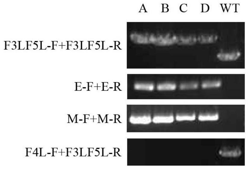 Novel coronavirus virus-like particle vaccine based on vaccinia virus vector