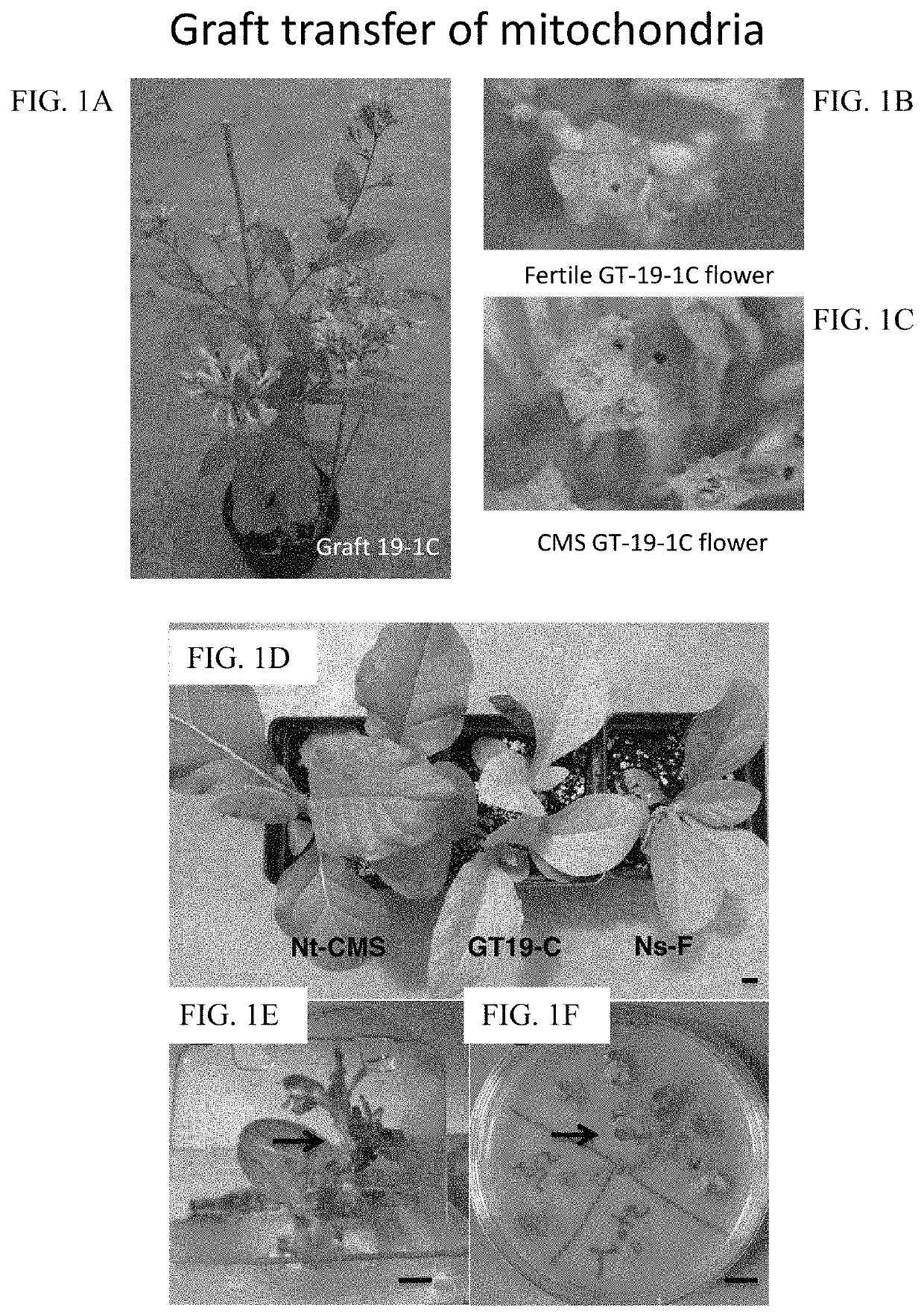 Intercellular transfer of organelles in plant species for conferring cytoplasmic male sterility