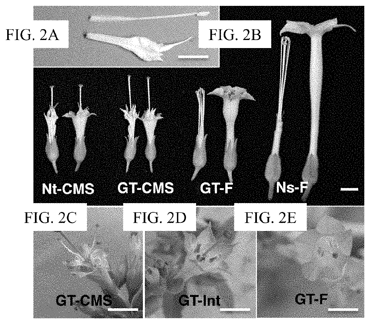 Intercellular transfer of organelles in plant species for conferring cytoplasmic male sterility