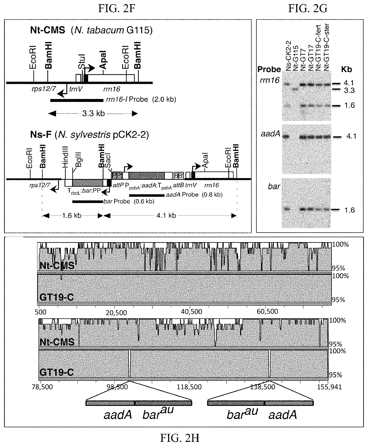 Intercellular transfer of organelles in plant species for conferring cytoplasmic male sterility