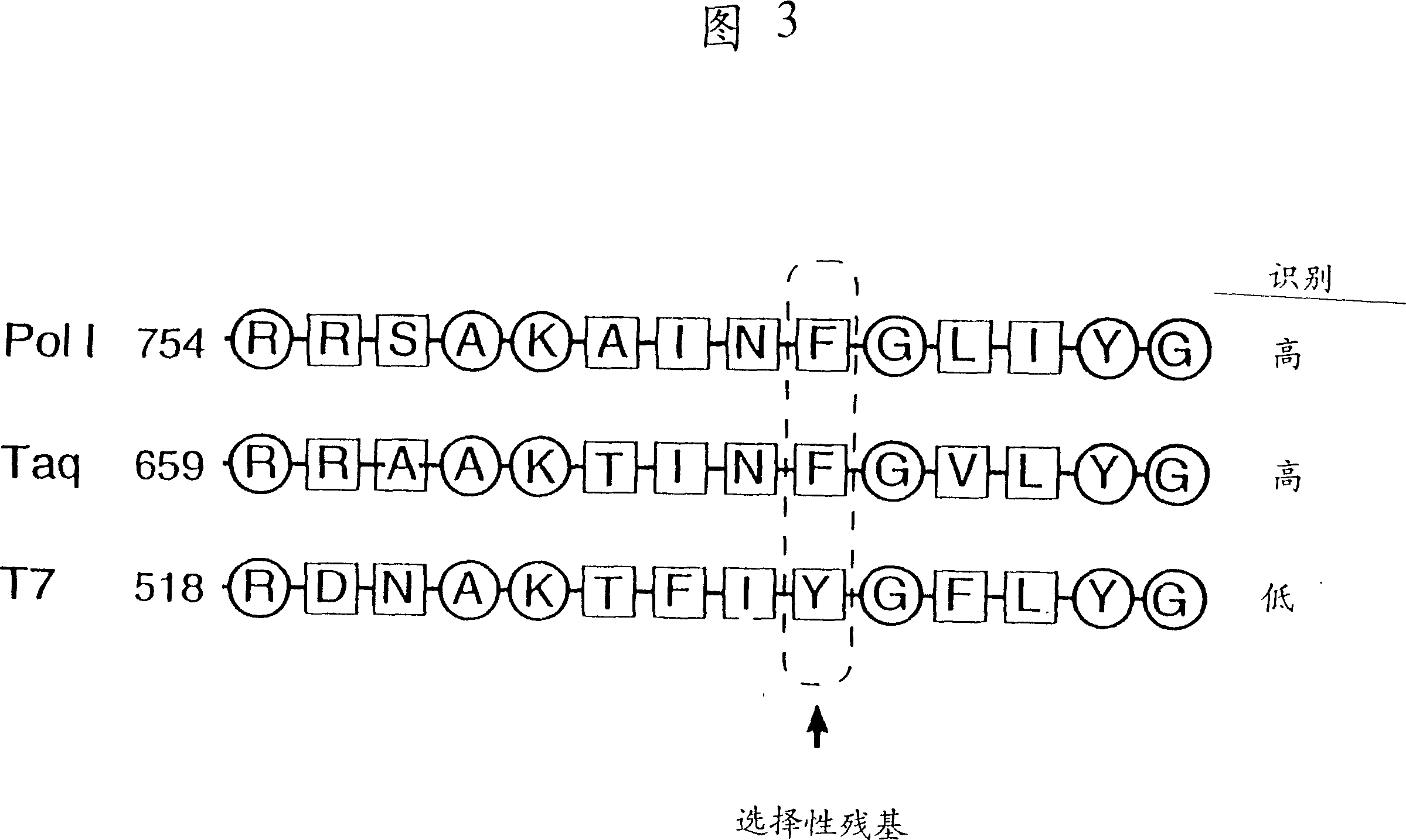 DNA polymerases having modified nucleotide binding site for DNA sequencing