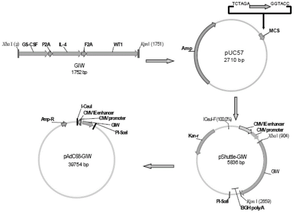 Chimpanzee adenovirus vaccine for preventing and treating highly-expressed WT1 tumor