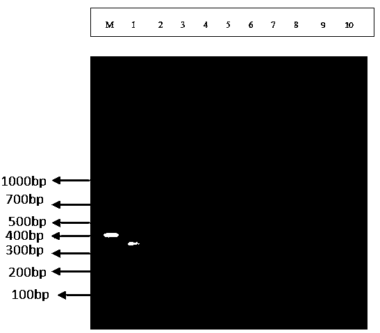 RPA primer for detecting mycoplasma ovipneumoniae