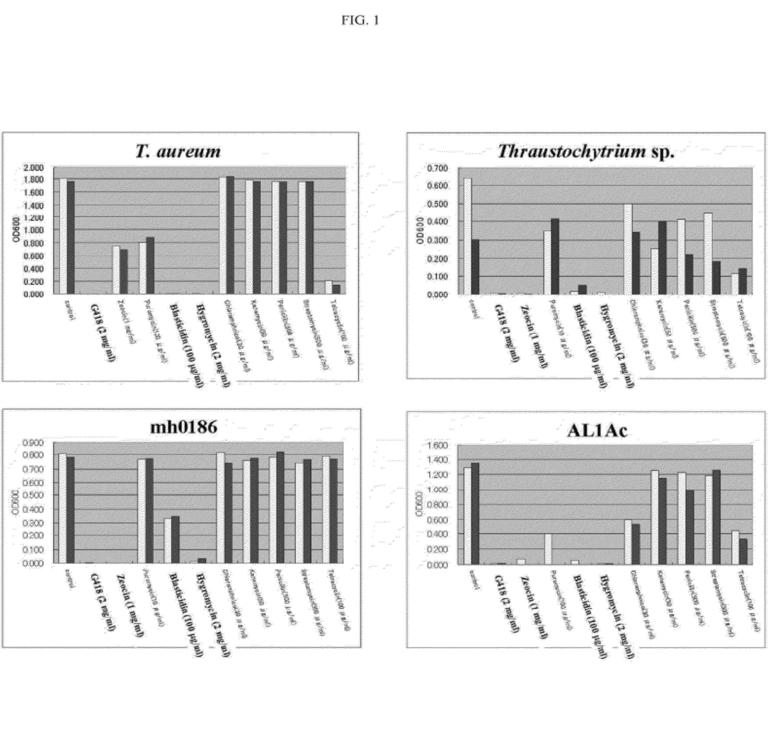 Method for transforming stramenopiles