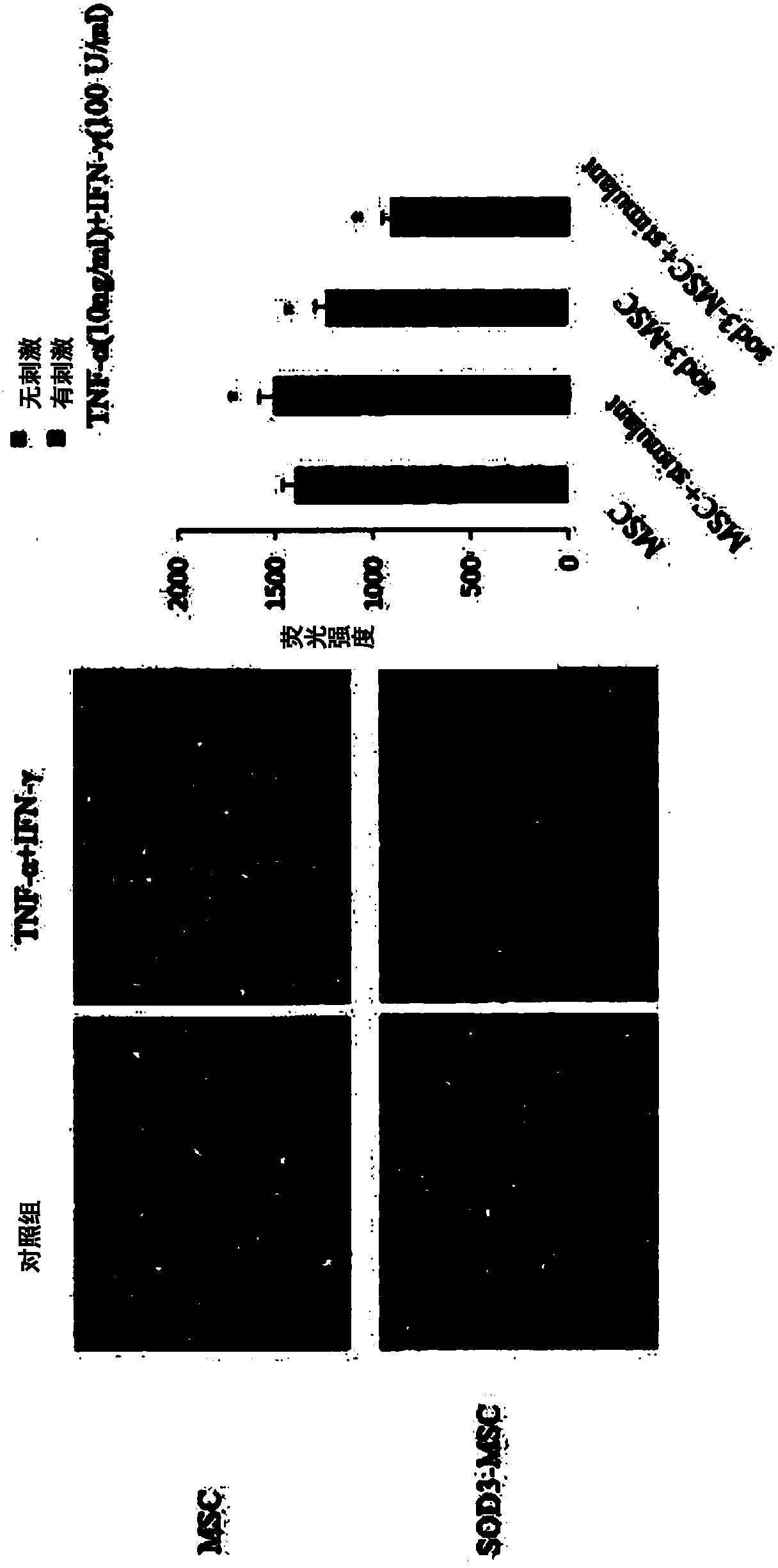 Composition for preventing or treating inflammatory diseases, containing, as active ingredient, stem cells overexpressing sod3