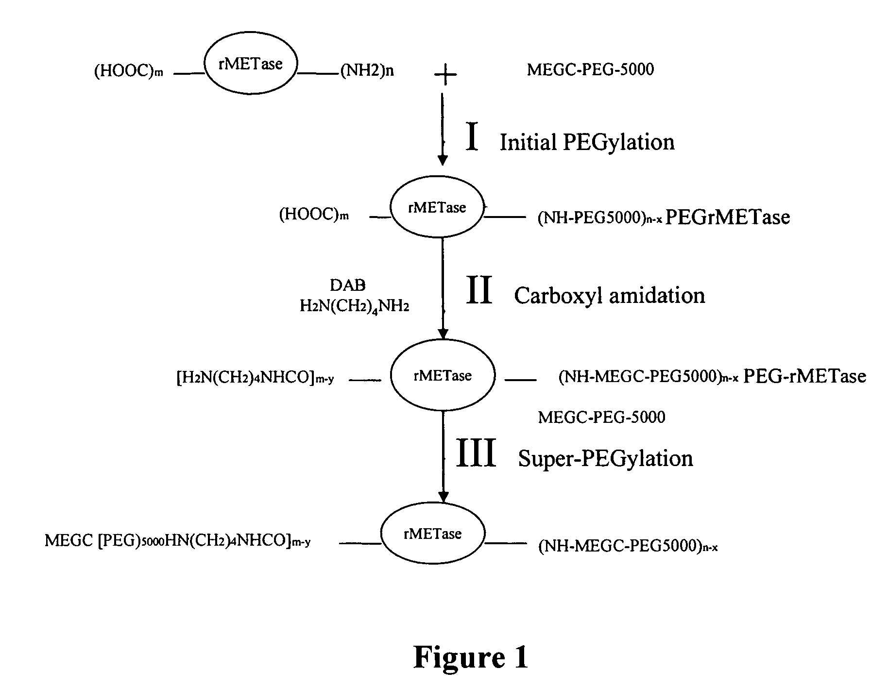 Methods for increasing protein polyethylene glycol (PEG) conjugation