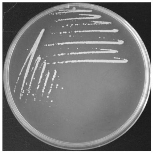 Bacillus megaterium P5-2 and separation method and application thereof