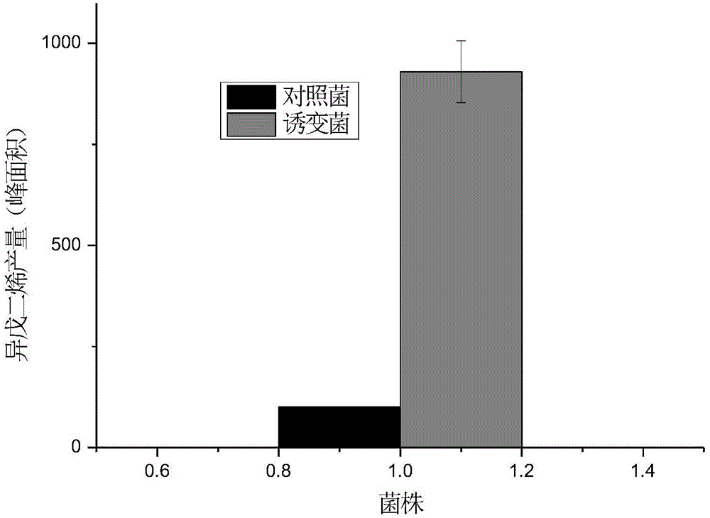 A method for the production of bio-based chemicals using highly cellulose hydrolyzate tolerant Escherichia coli