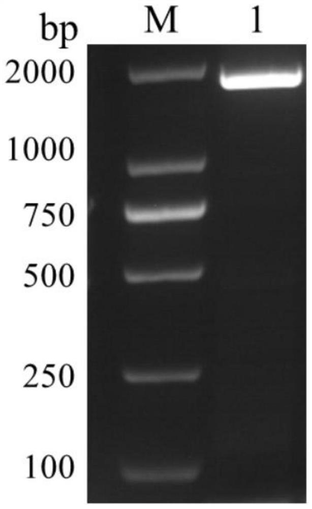 Toxoplasma gondii ROP17 recombinant protein as well as preparation method and application thereof