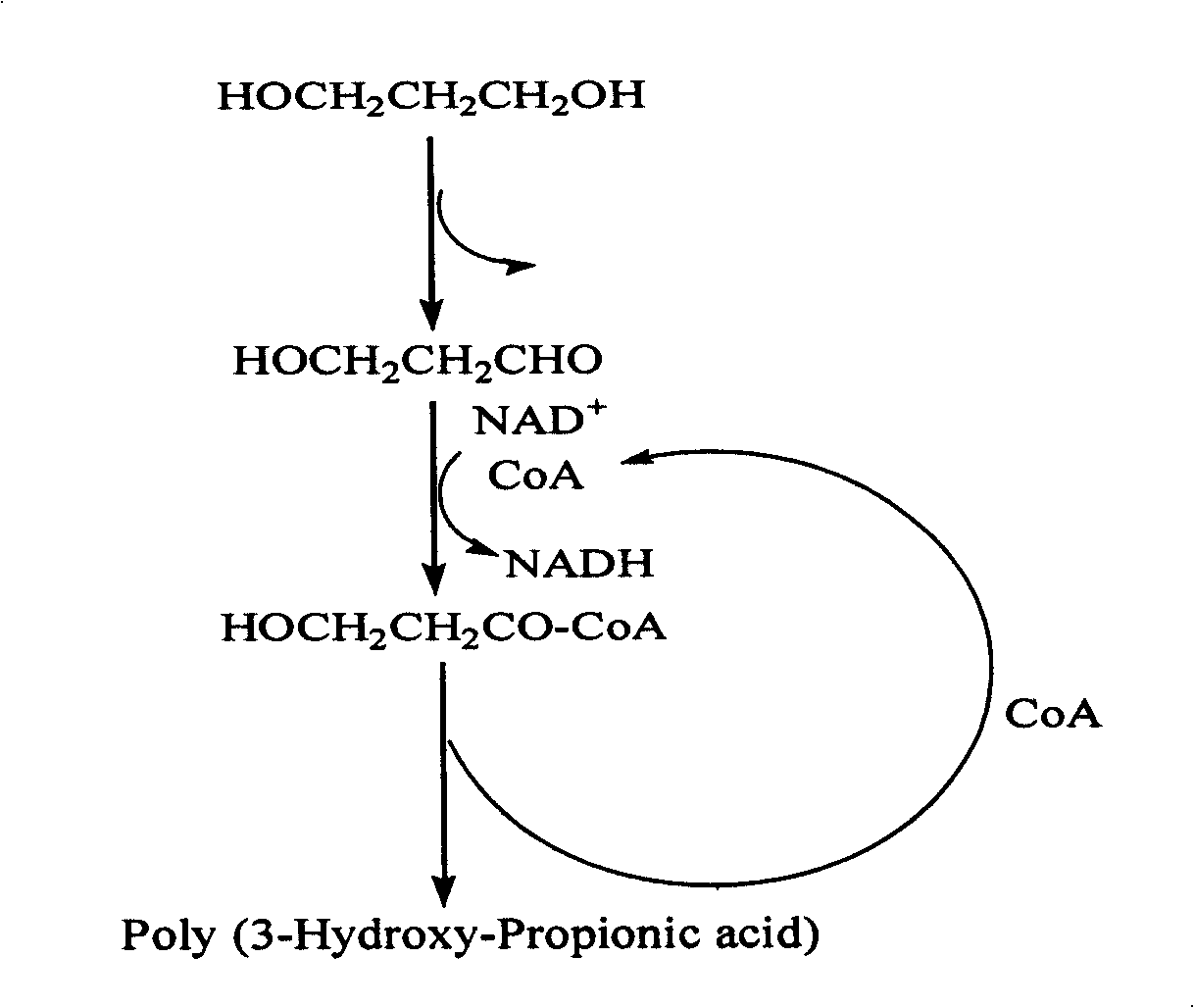 Method for fermentation co-production of PDO,BDO and PHP by constructing gene engineering strain