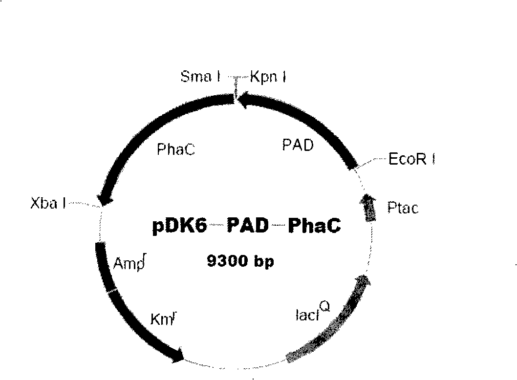 Method for fermentation co-production of PDO,BDO and PHP by constructing gene engineering strain