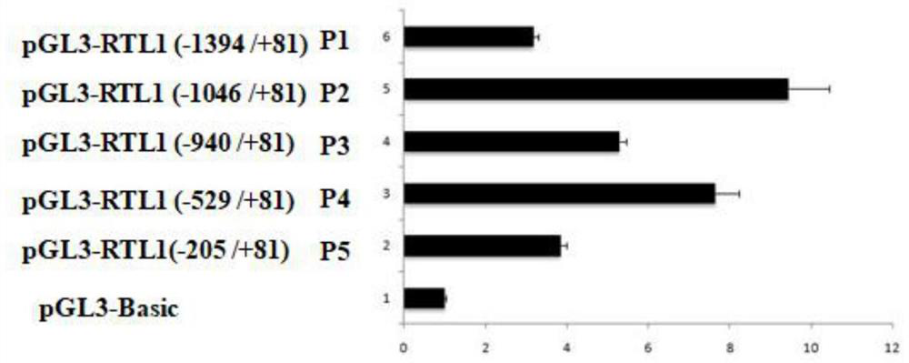 Application of transcription factor sp1 in regulating the expression of porcine rtl1 gene