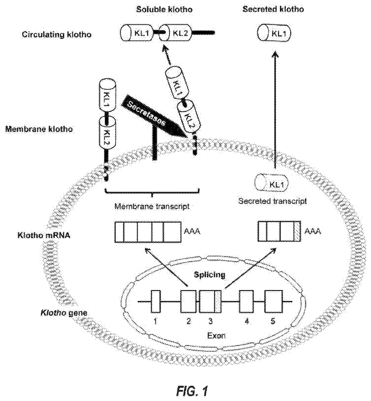 Products and Methods for Assessing and Increasing Klotho Protein Levels