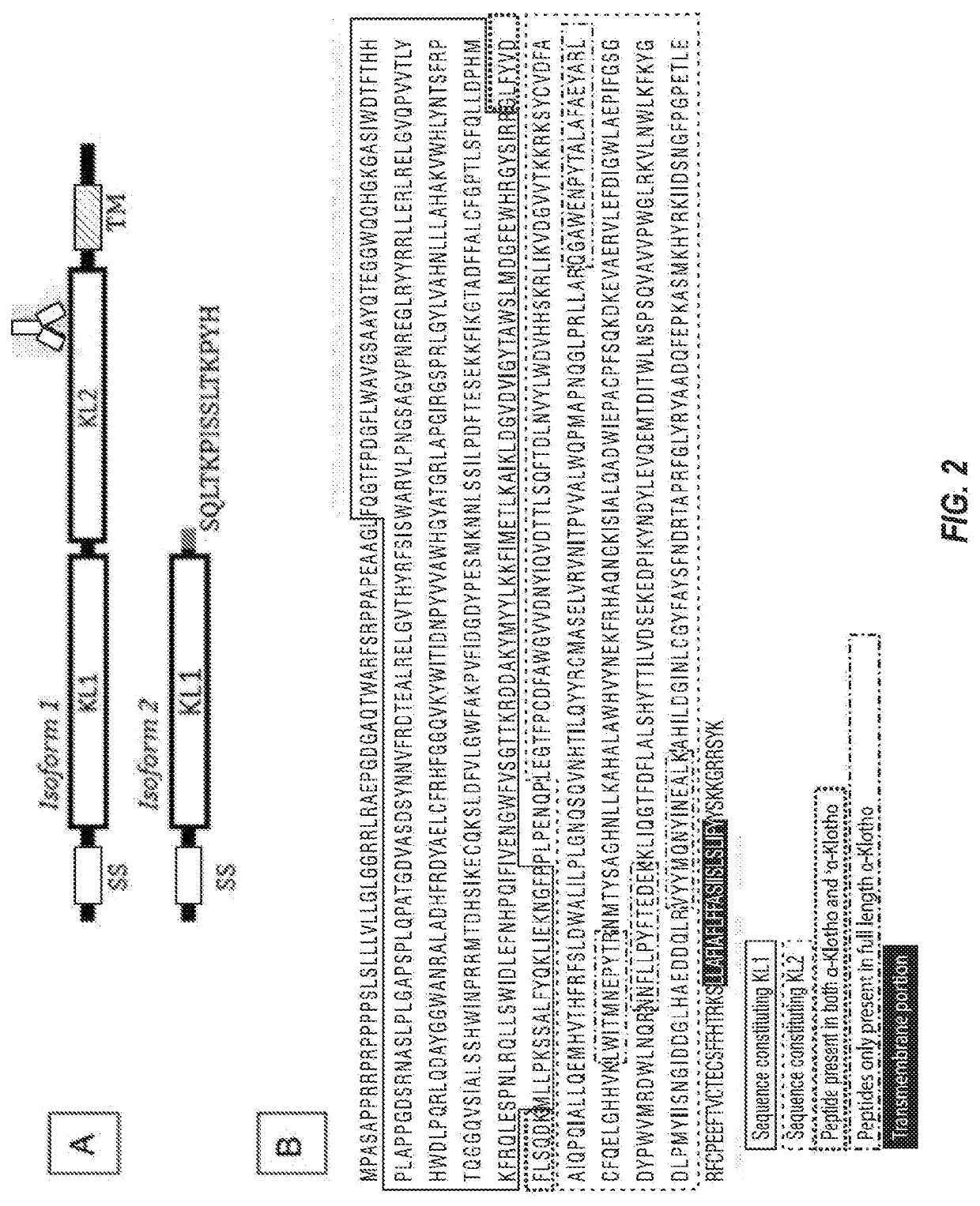 Products and Methods for Assessing and Increasing Klotho Protein Levels