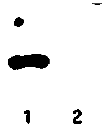 Cancer kit containing monoclonal antibody of specific binding ROS1