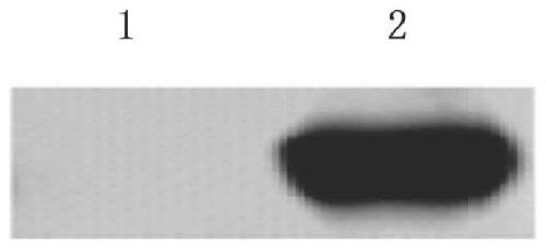 Cancer kit containing monoclonal antibody of specific binding ROS1