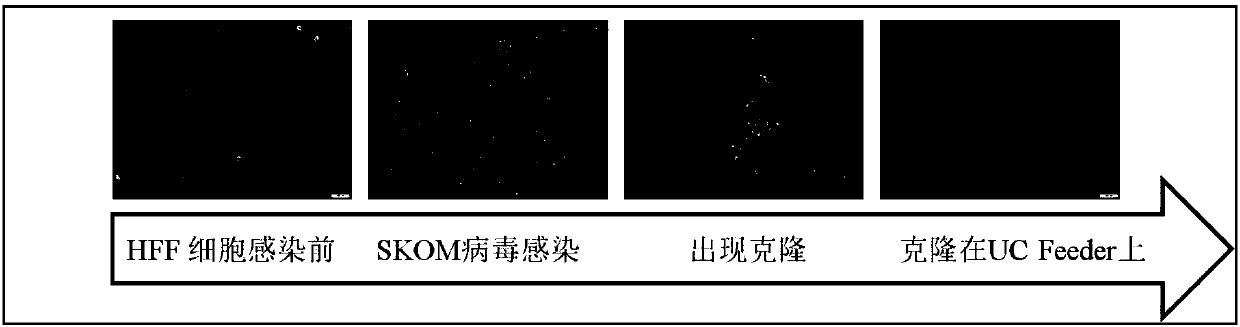 Method for culturing induced pluripotent stem cells by using human urine cells as feed layer