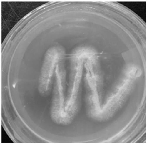 Aspergillus oryzae and application thereof