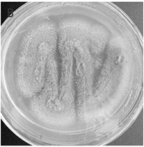 Aspergillus oryzae and application thereof