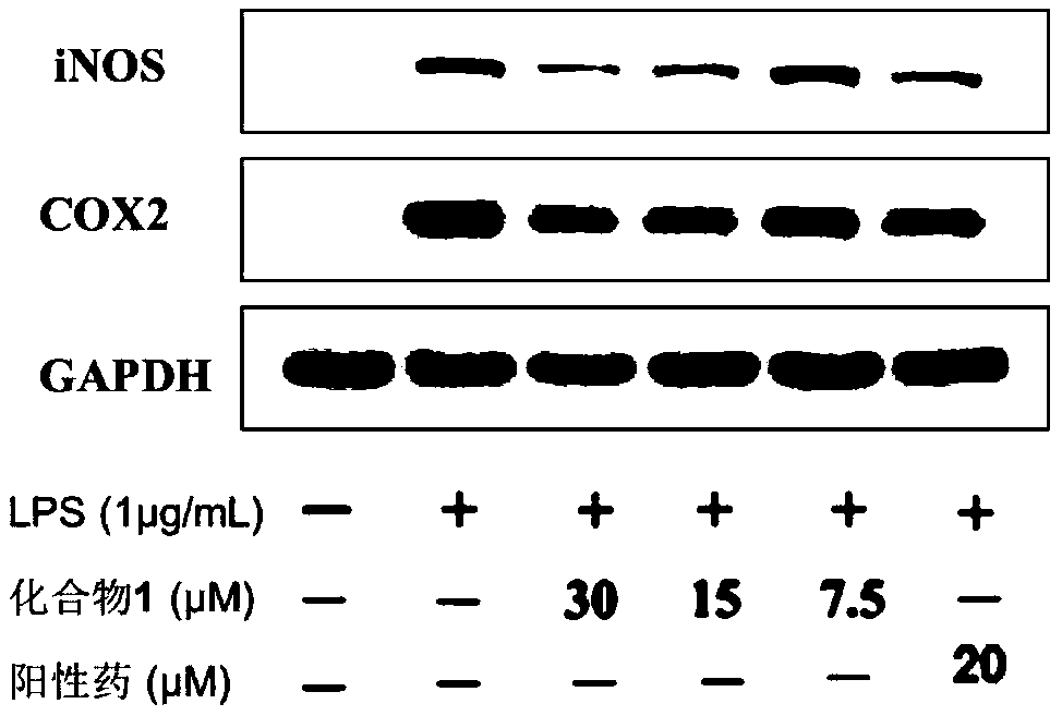 Pyxinol esterification derivatives having anti-inflammatory activity and preparing method and applications thereof