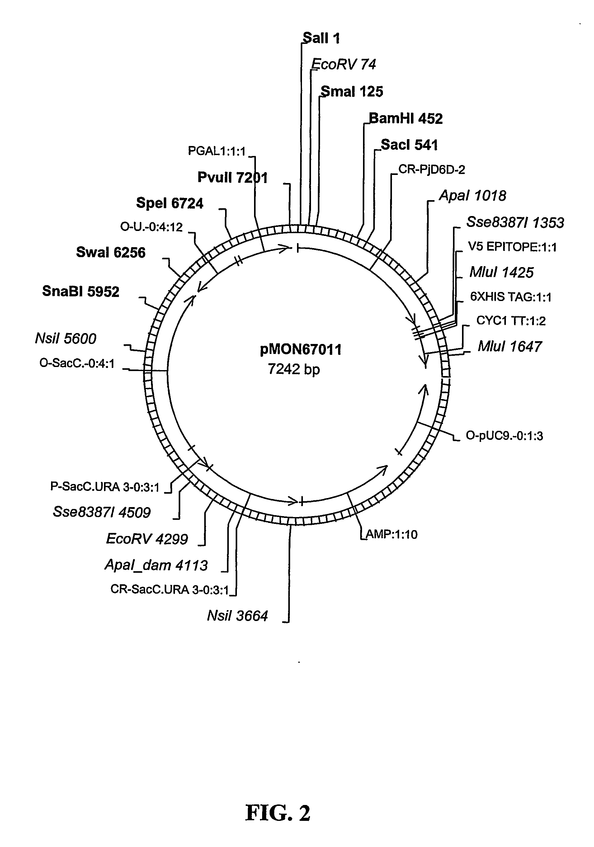 Fatty Acid Desaturases From Primula