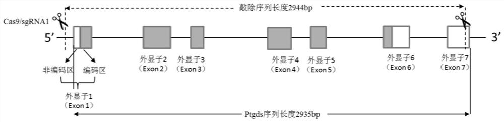 Construction method of spontaneous kidney yin deficiency Ptgds gene knockout rat model