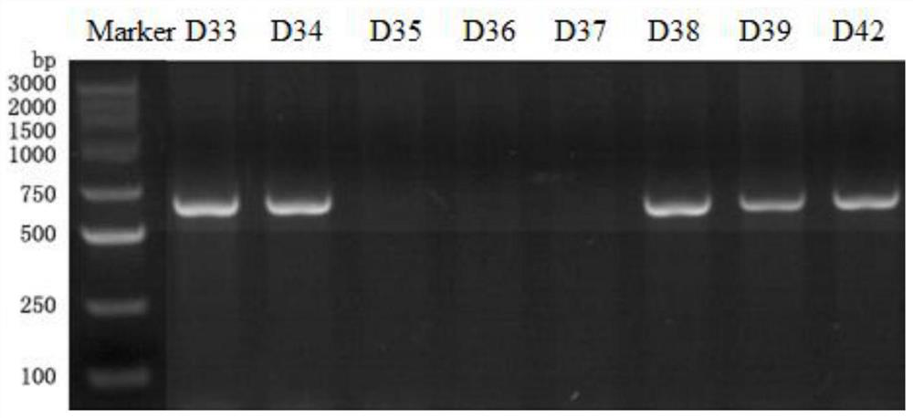 Construction method of spontaneous kidney yin deficiency Ptgds gene knockout rat model