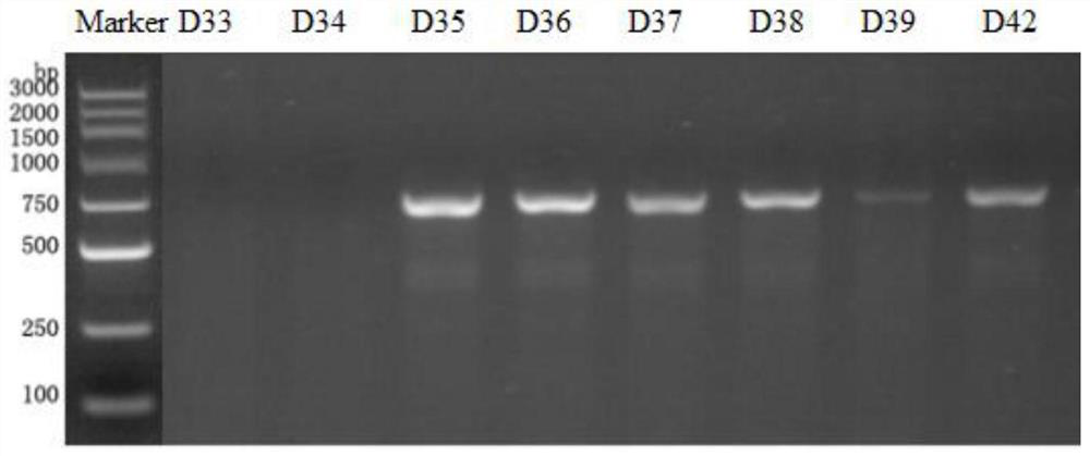 Construction method of spontaneous kidney yin deficiency Ptgds gene knockout rat model