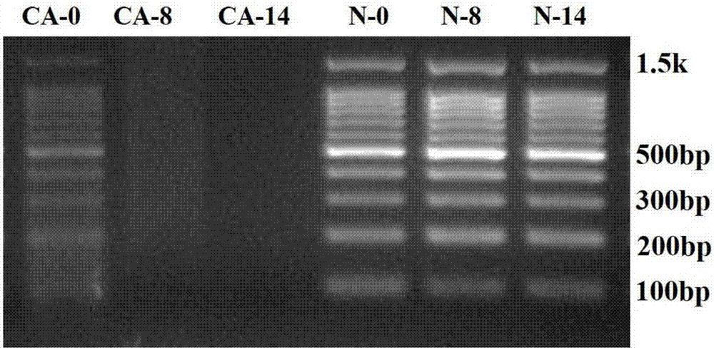 Free DNA preservation liquid and preparation method and application thereof