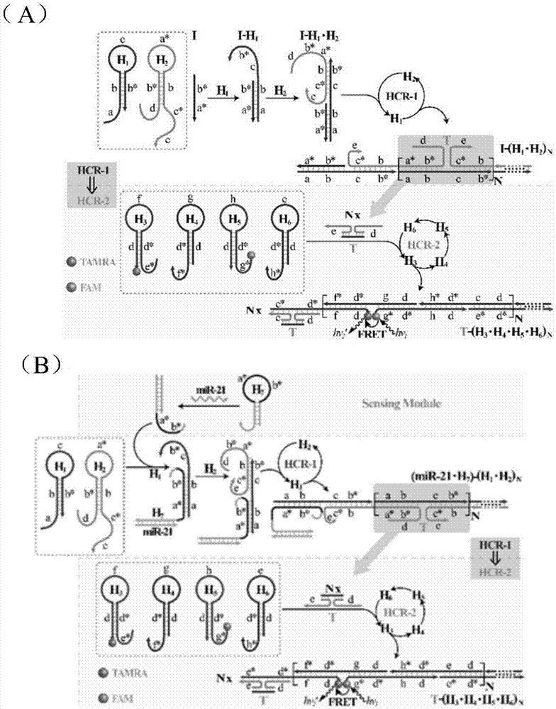 Nucleic acid analyzing method based on cascade HCR (hybridization chain reaction)