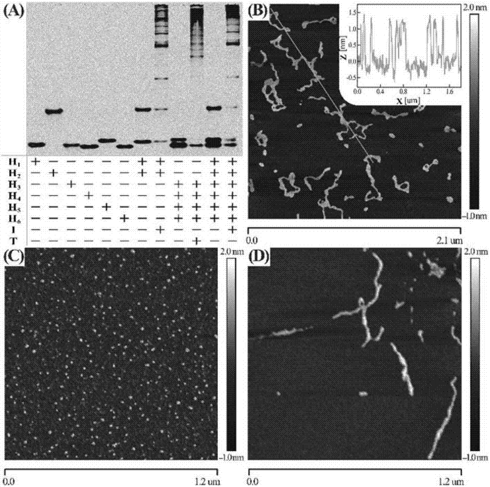 Nucleic acid analyzing method based on cascade HCR (hybridization chain reaction)