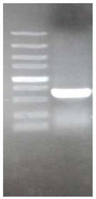 A method for non-methanol-induced production of antimicrobial peptides