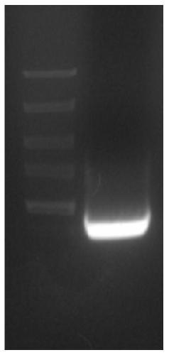 A method for non-methanol-induced production of antimicrobial peptides