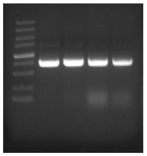 A method for non-methanol-induced production of antimicrobial peptides