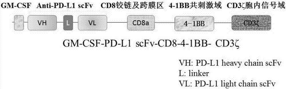 Targeted PD-L1 mosaic antigen receptor modified T lymphocyte as well as preparation method and application thereof