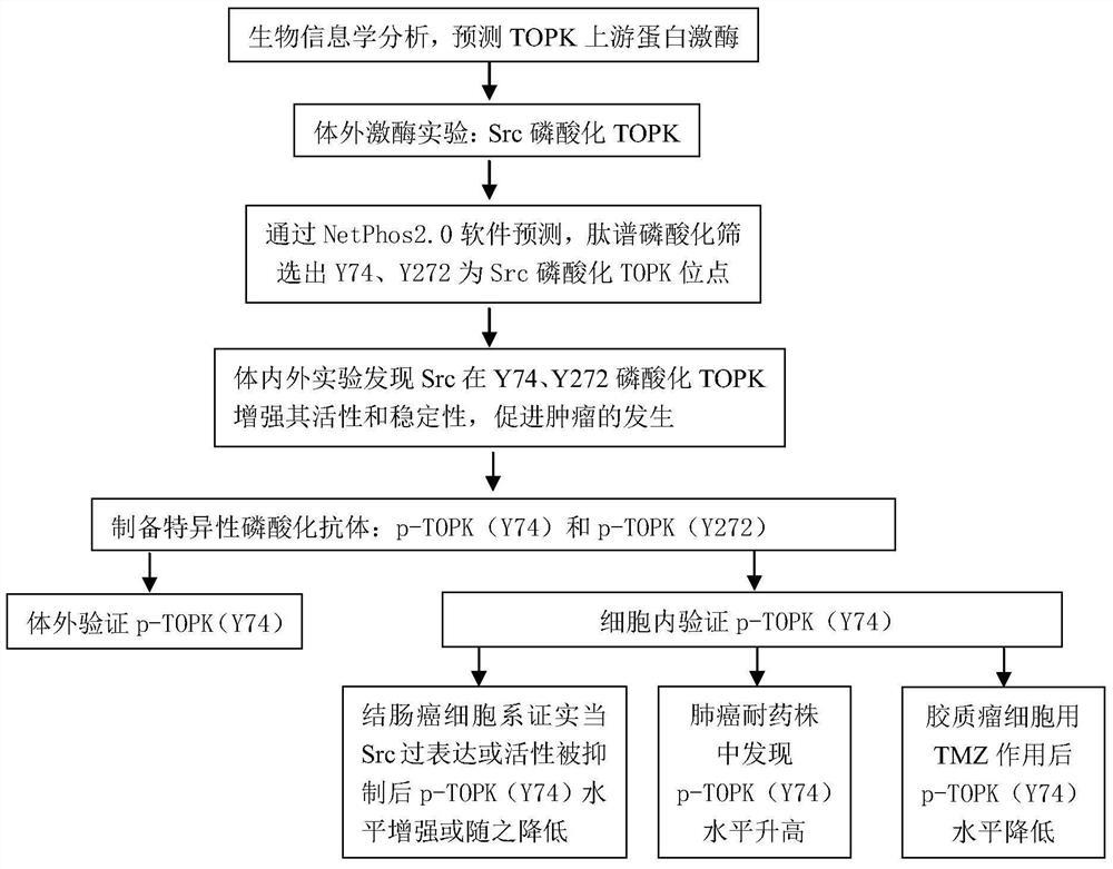 Antibody phosphorylated at the 74th tyrosine residue of TOPK and its preparation method and application