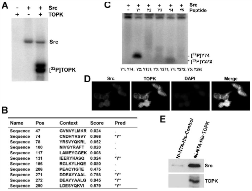 Antibody phosphorylated at the 74th tyrosine residue of TOPK and its preparation method and application