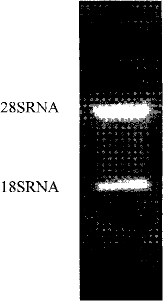 Method for purifying total nucleic acid by using gold-magnetic particles