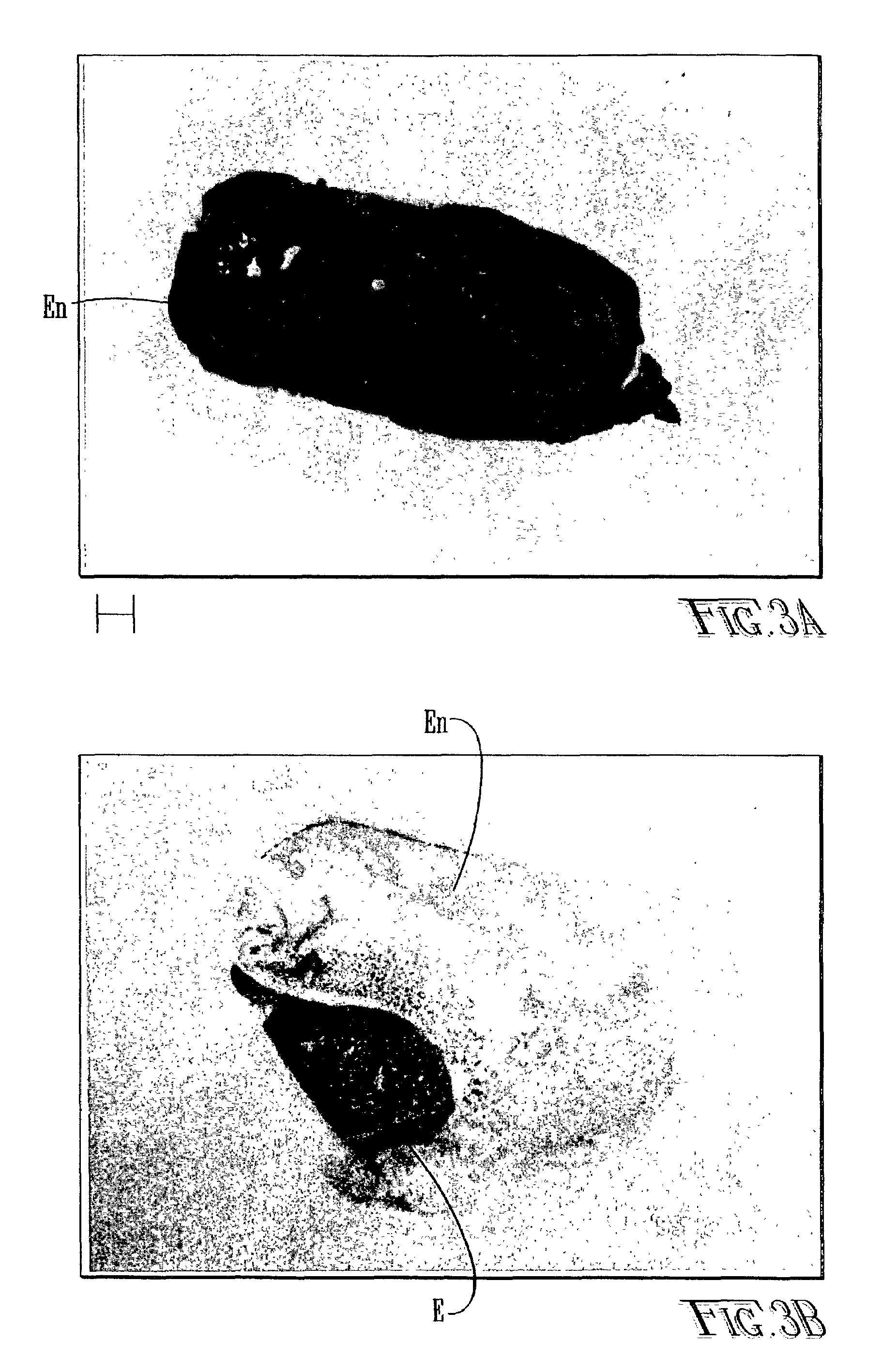 Methods of commercial production and extraction of protein from seed