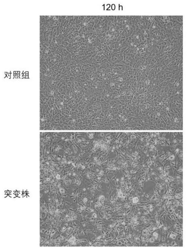 A type 3 duck hepatitis A virus mutant gene isa-a117c and its construction method