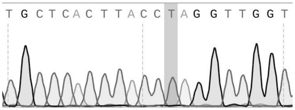 A type 3 duck hepatitis A virus mutant gene isa-a117c and its construction method