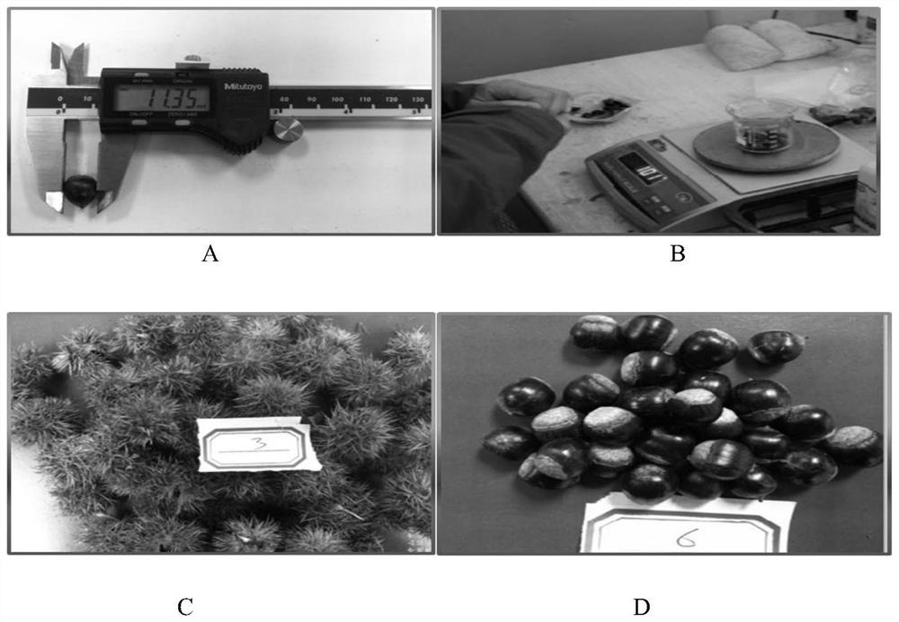 Method for quickly establishing clonal seed orchard of Castanopsis hystrix and application of method