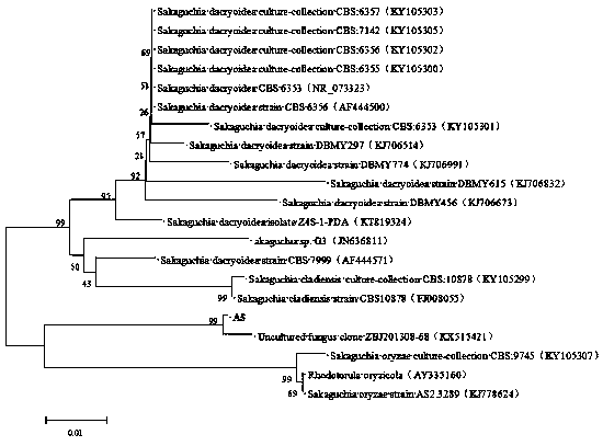 Degradation bacteria for sulfonamide antibiotics and application thereof