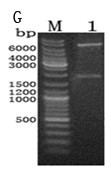 Lactobacillus plantarum nitrite reductase gene, and encoded protein and application of the same