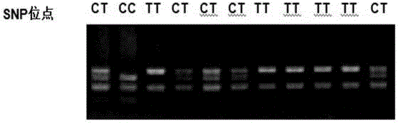 Chicken FABP1 gene molecular genetic marker related to chicken good production traits and application thereof