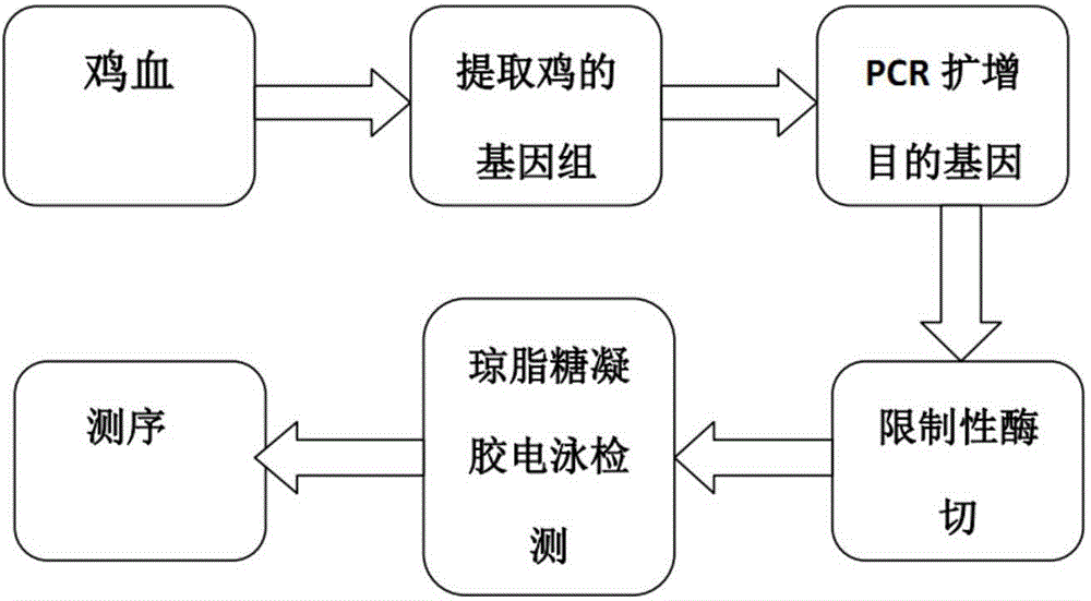 Chicken FABP1 gene molecular genetic marker related to chicken good production traits and application thereof