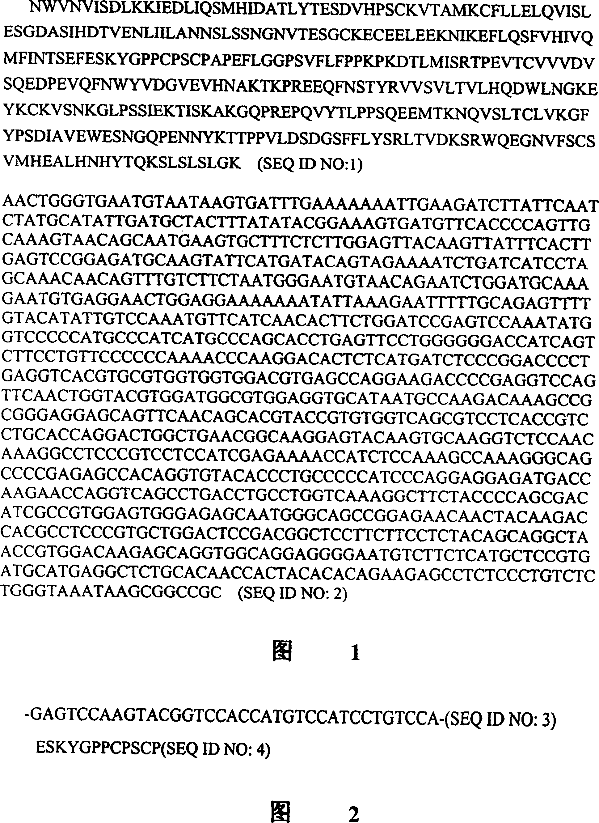 Interfusion protein of human interleukin 15 and Fe