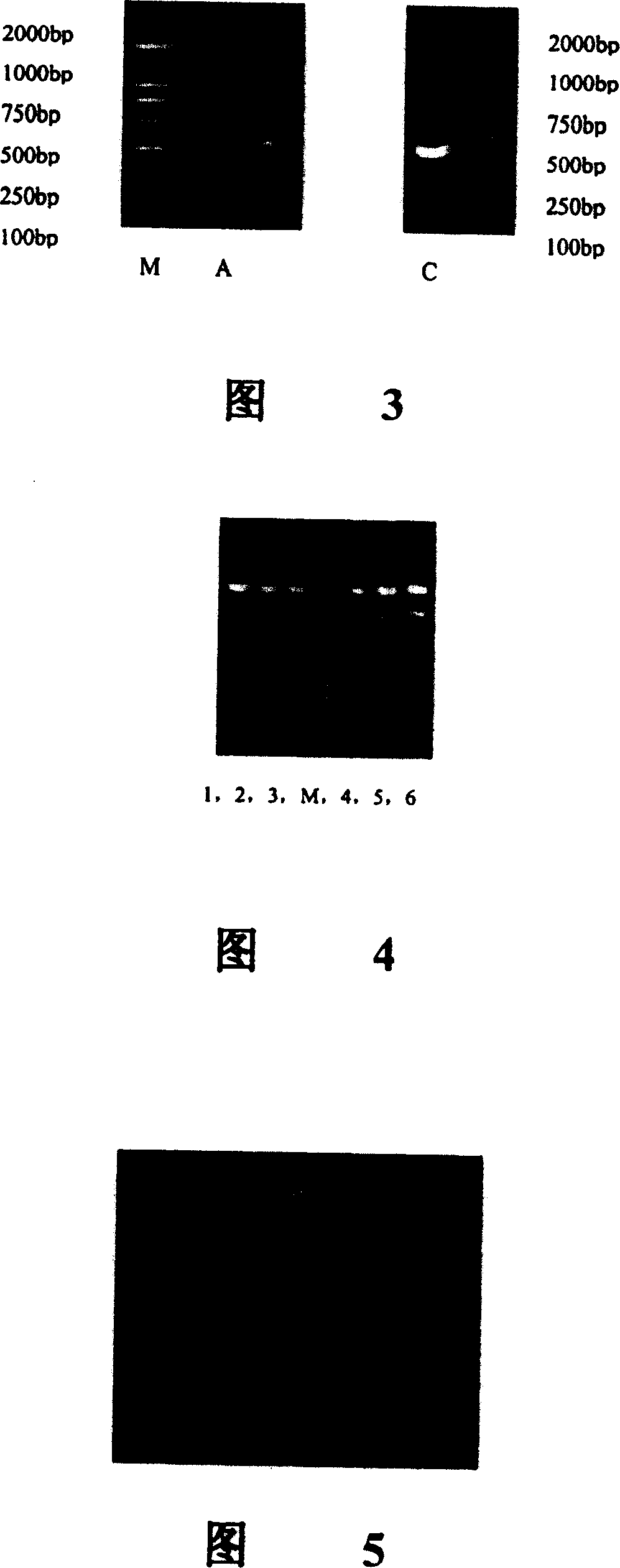 Interfusion protein of human interleukin 15 and Fe