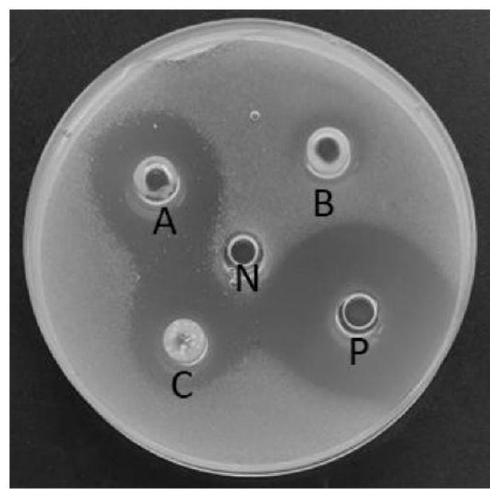 Lactic acid bacteria mask capable of inhibiting propionibacterium acnes and preparation method