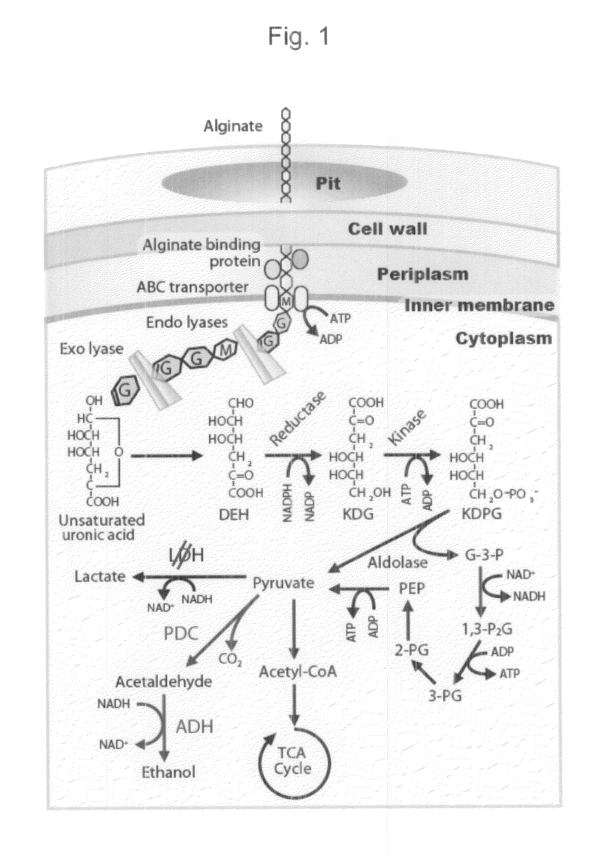 Method for producing pyruvic acid from alginic acid